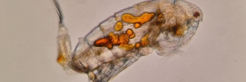 Copepoda